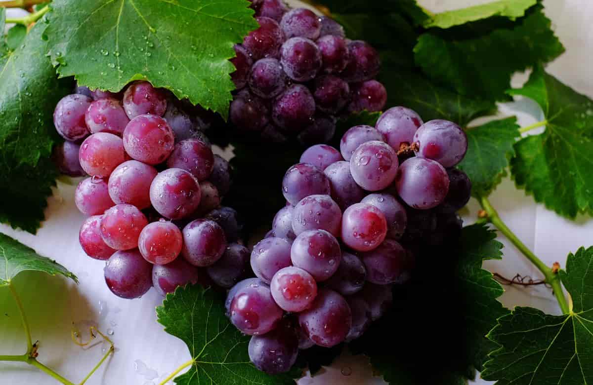 Uvas