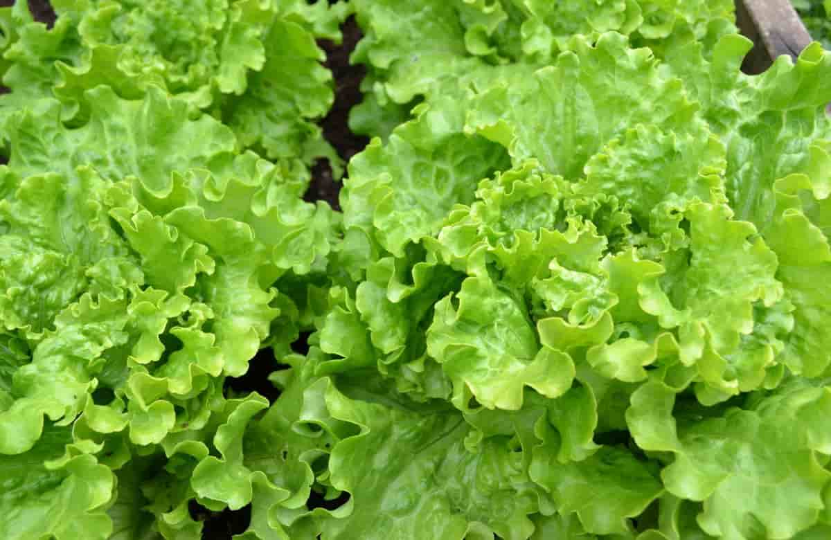 Lechuga