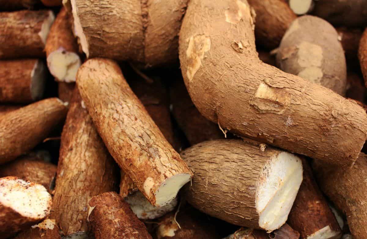 Yuca