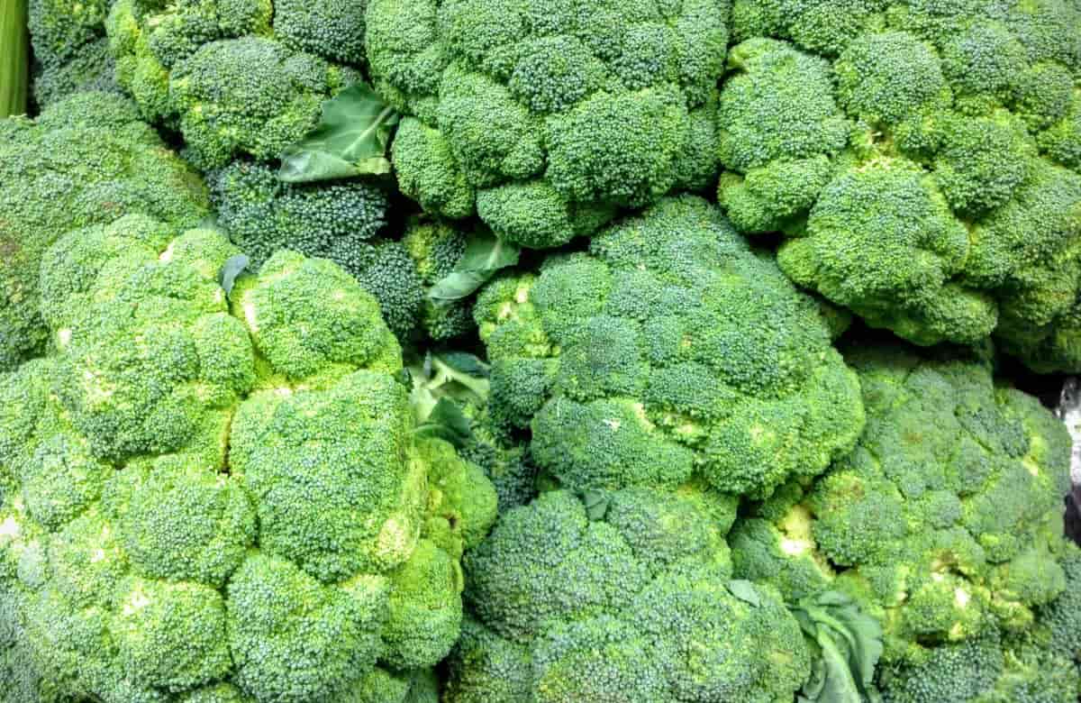 Brócoli